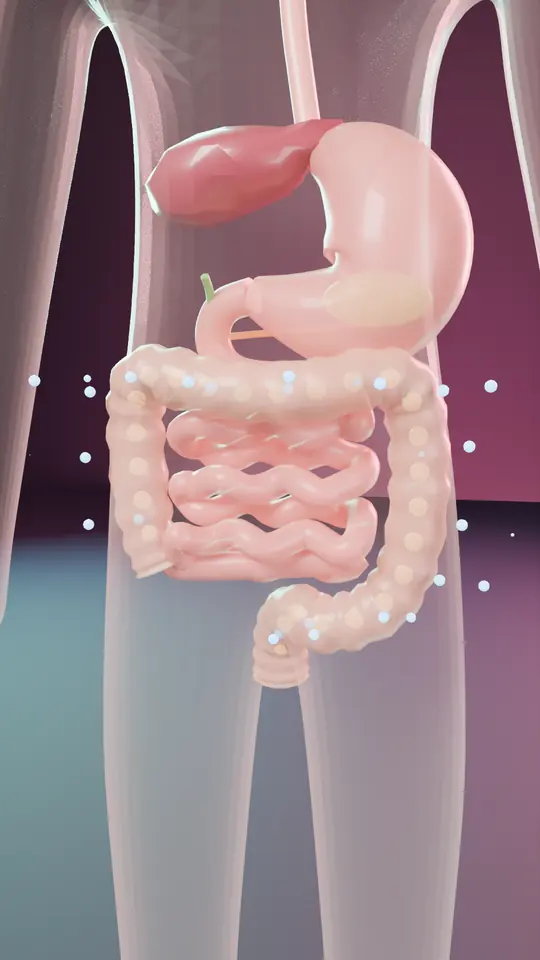 Intestino grueso